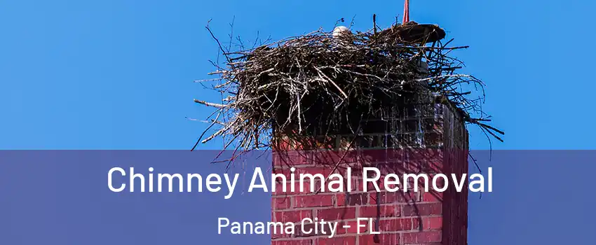 Chimney Animal Removal Panama City - FL
