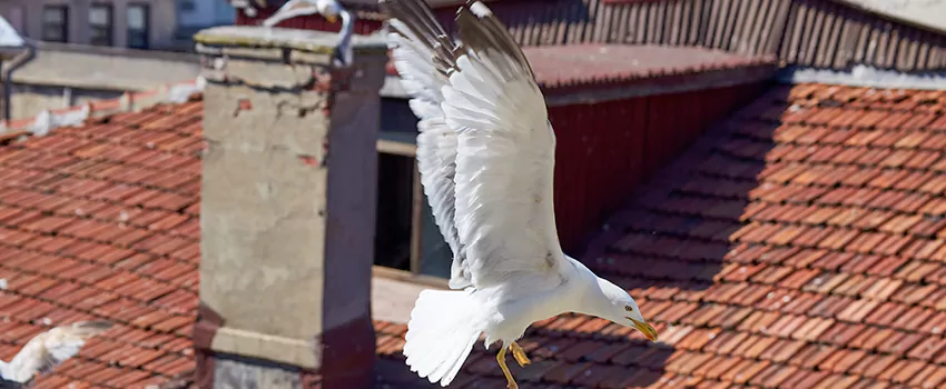 Residential Chimney Animal Removal Solution in Panama City, FL